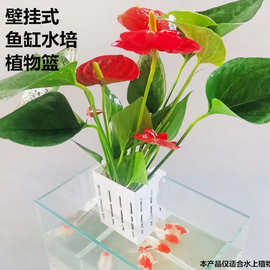 鱼缸水培植物篮家用水草种植杯壁挂式挺水植物篮鱼缸造景装饰