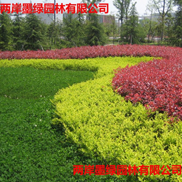 金森女贞小苗批发工程_主图03