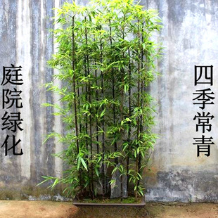 ���Ә�����������������ļ�����ͥԺ�G���ͺ�ֲ���ϱ����Nֲ����