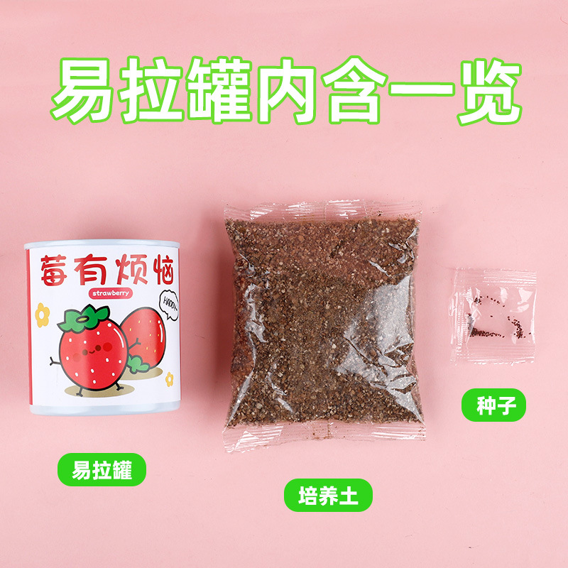 DIY Cans Can Be Used to Plant Indoor Small Potted Mini Green Plants, Which Are Easy to Raise Students and Convenient to Observe Plant Growth