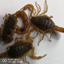 活的蝎子土元蜈蚣水蛭蜘蛛马蜂蝎子种孕蝎公蝎母蝎子幼蝎各龄段蝎