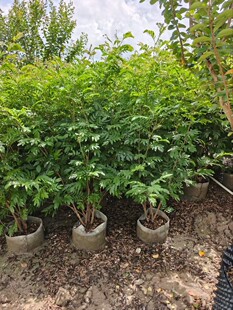�t�q��1.2�׸����t���^����ľ������·ͥԺ�G����ľ����ֱ�l