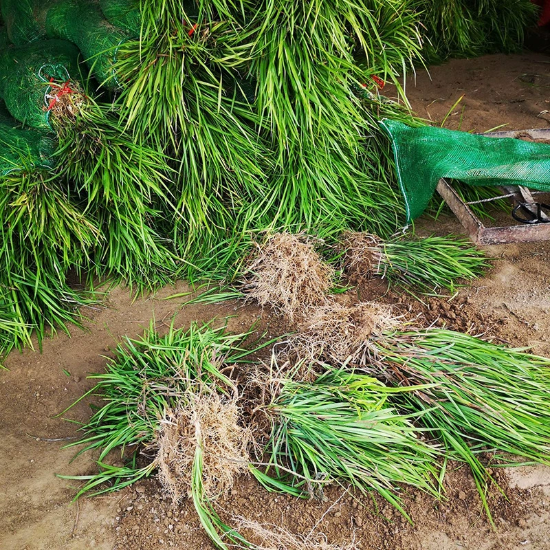 Хорошая посадка саженцев зимних трав озеленение декоративный средний лист вечнозеленый Офиопогон круглый год хороший уход почвопокровные растения