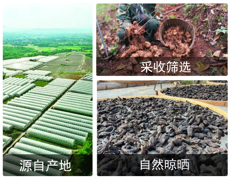 Nine-Steamed Huang Jing Tea Slices (Polygonatum sibiricum) — Jiuhuashan Processed Herbal Tea in use