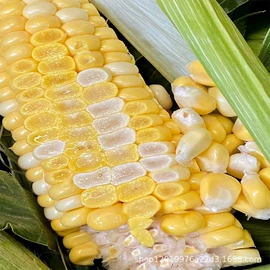 番薯类;柑桔;苹果