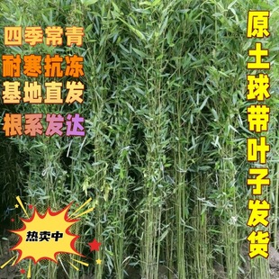 �S�����l����ͥԺ�G�h�ͺ�ֲ���ļ�������������G�������