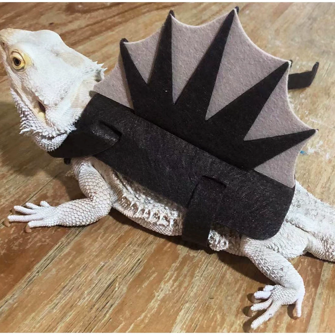 Amazon New Lizard Chameleon Transformer Funny Clothing Small Pet Dinosaurs Funny Accessories