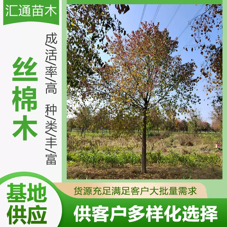 10—16公分丝棉木分枝2.3—2.6米丝棉木树苗园林工程绿化苗木绿化