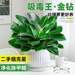 ��荾G�}�����҃�ֲ�ﻨ�ܿ͏dˮ��Gֲ�L�پG�}�·�����������ȩ