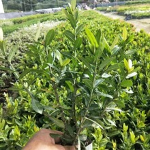 С�~���������� С�~���������� �������ݻ������l ���󃞻�