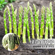 【跨境供货】芦笋种子阳台盆栽绿色芦笋紫色水果芦笋白色芦笋种子