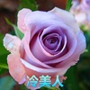 Rose seeds four seasons of indoor potted flowers seeds, all kinds of easy -to -grow live outdoor flowers green plant flower seeds