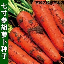 三红五寸参参胡萝卜种子七寸三寸胡萝卜籽甜脆红萝卜三红萝卜秋季