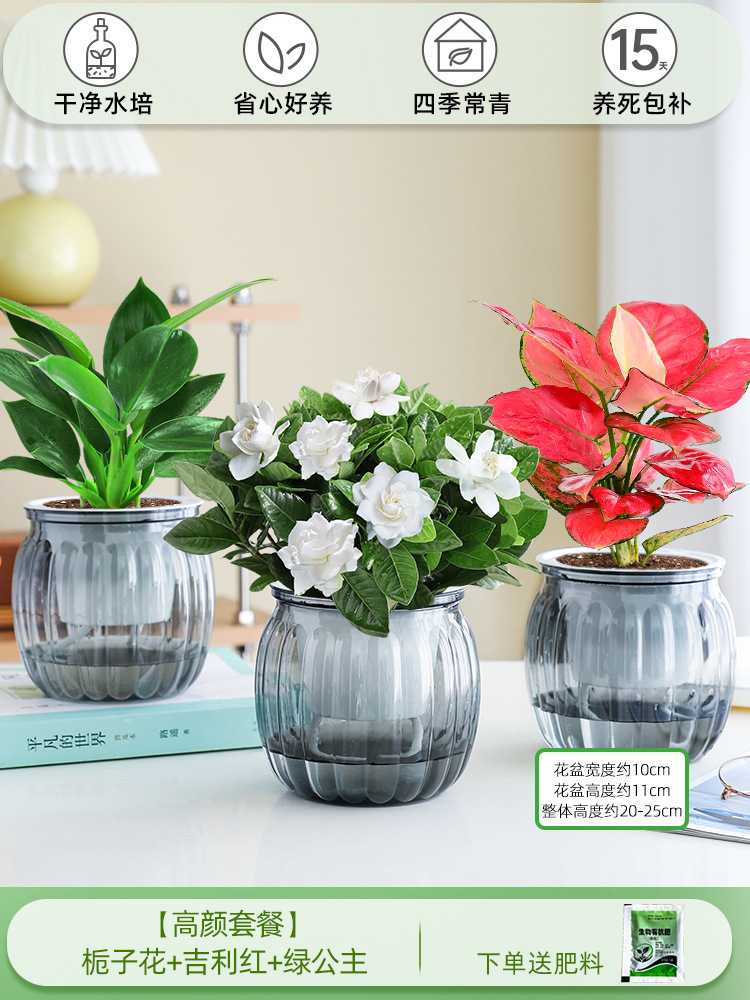 [하이룩 패키지] 가드니아 + 지리 레드 + 그린 프린세스