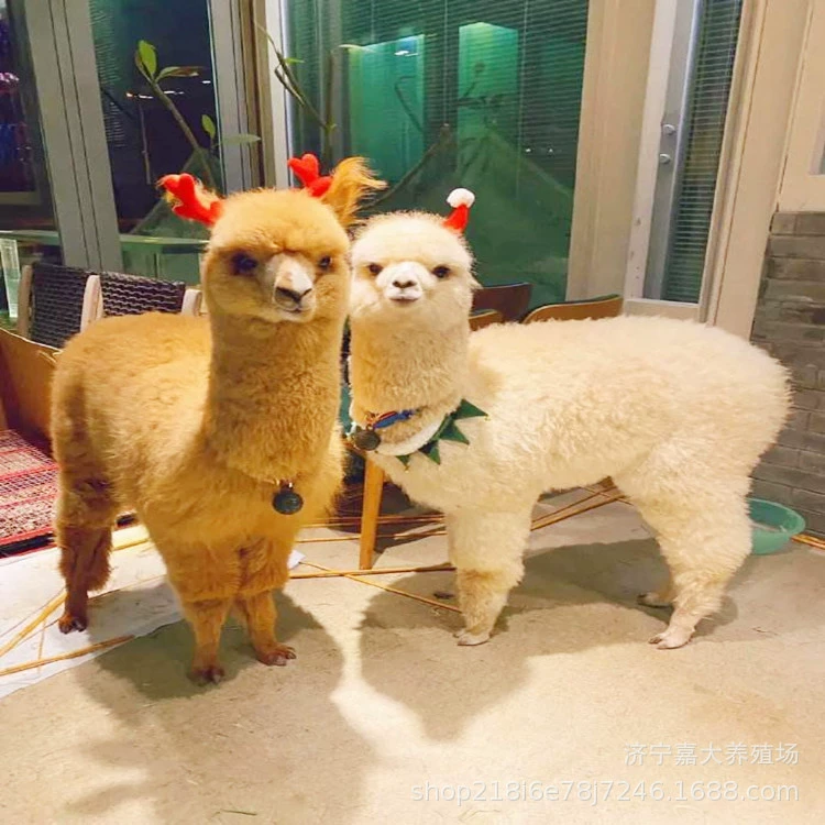 Живописное место просмотра Альпака милый ПЭТ выставка Альпака Аренда выставка Сто птиц выставка морской лев производительность океан рыба танк выставка