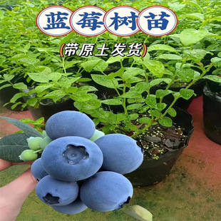 �{ݮ�����Ϸ��Nֲ�����ͺ����Ե����{ݮ�����玧ԭ������Y��L25