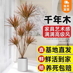 ミレニアムウッド屋内大型本物の緑の植物ポニーテール鉄カラフルな鉄床植物リビングルームオフィスドラゴンブラッドツリー鉢植え