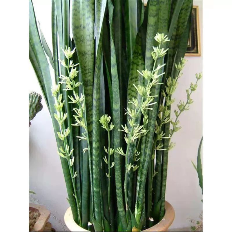 Орхидея "Зеленый хвост тигра" с серебряными прожилками, комнатное растение для офиса, очищающее средство, зеленое растение в горшке