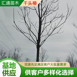 乔木;其他园林植物