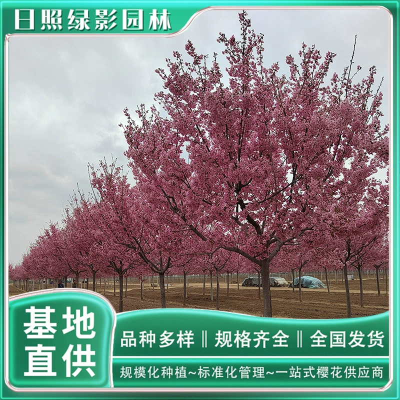 Саншайн Вишневое дерево Саженец Цена Рынок Вишневого цветка База напрямую поставляет зеленый теневой сад 9 см Sunshine Cherry