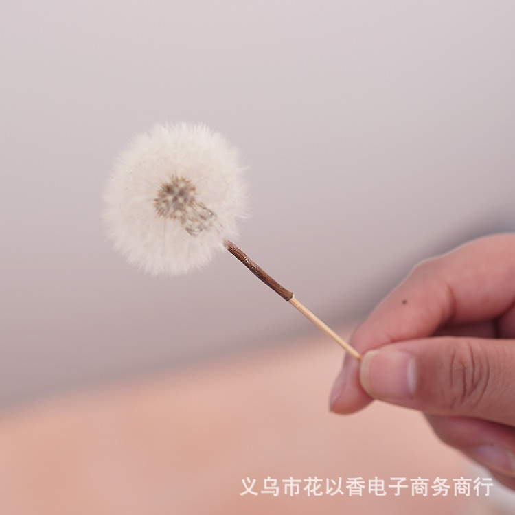 タンポポ永生花保花滴ゴム元ドライフラワー材料バッグdiy装飾花箱ガラスカバー手作り|undefined