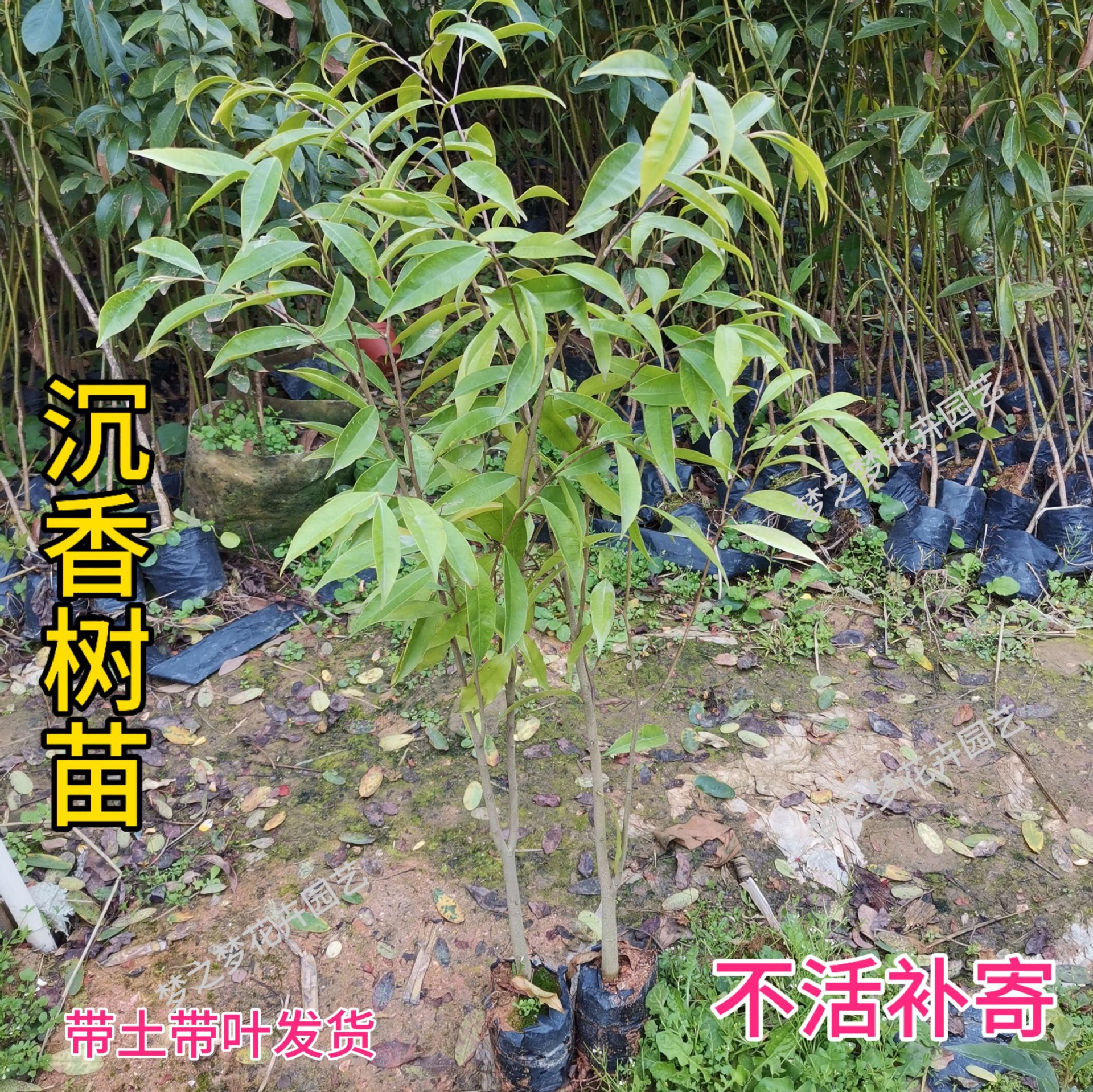 一件代发正宗沉香树苗奇楠沉香苗名贵苗木珍贵药材海南沉香木苗金