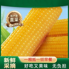 当季新货东北黄甜糯玉米棒10支真空包装低脂黄糯大棒甜东北黏苞米