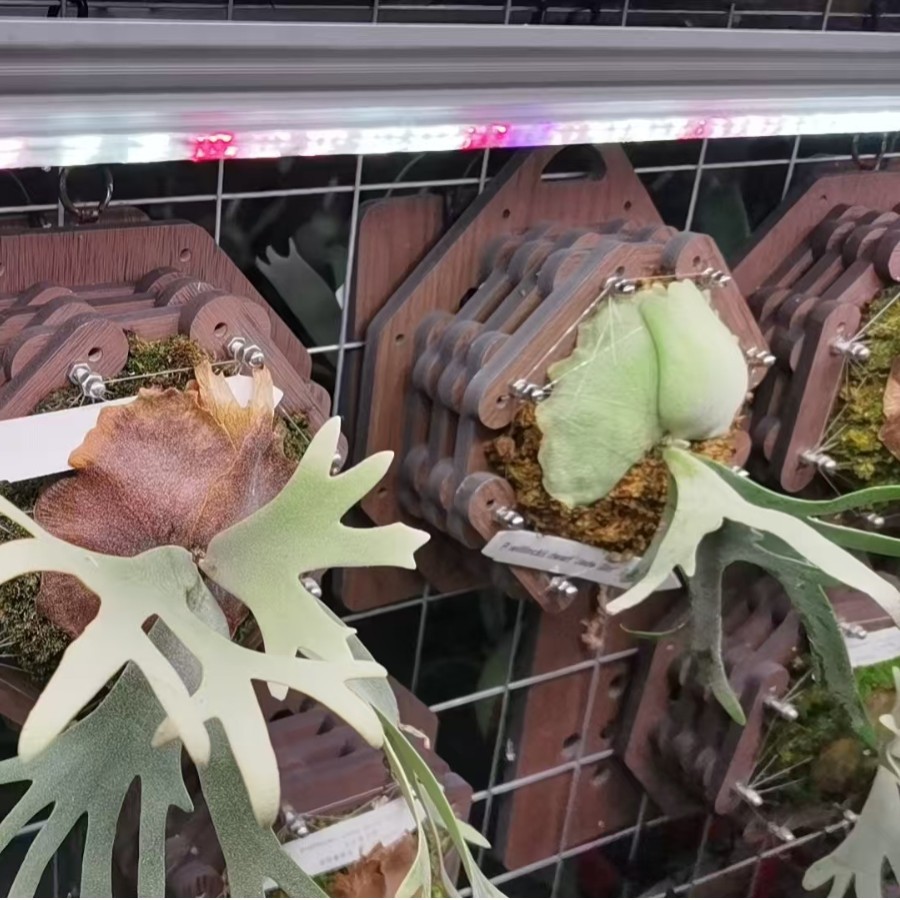 Lámpara de luz de plantas T8 orquídea de corno de ciervo de espectro completo de alta potencia de cultivo de plántulas de tejidos lámpara de crecimiento de plantas de flores interiores