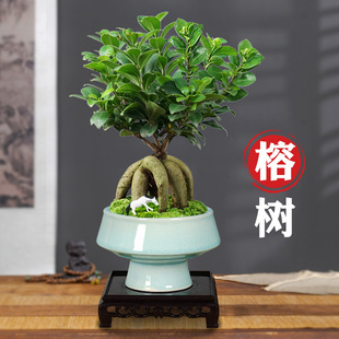 �Ř��辰�Ϙ�����k���҃�����͏d�ļ�����Gֲ�������Ժ��Bֲ��