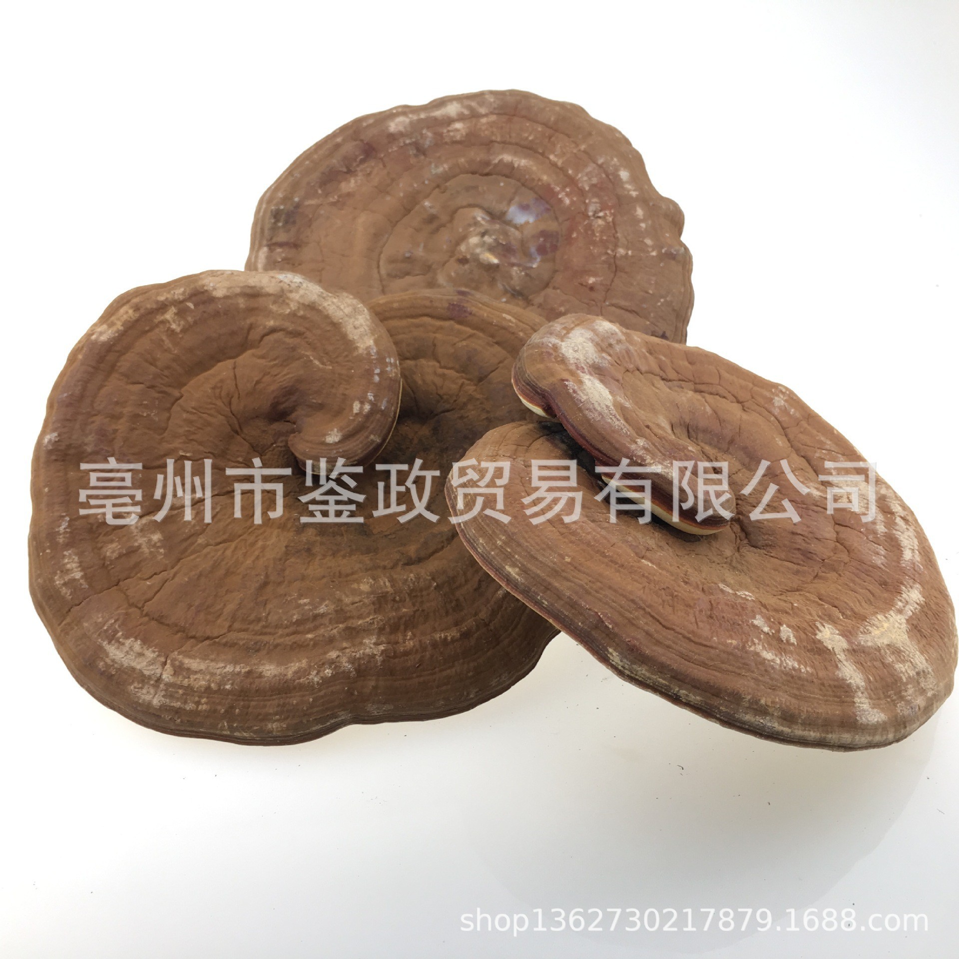 Dried Red Reishi Mushroom Whole Ling Zhi Ganoderma lucidum Traditional Herbal Tea and Decoction Herb 500g quality and texture