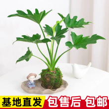 苔藓球春羽盆栽绿植老桩室内好养耐荫龟背竹春羽绿植盆景常青绿萝