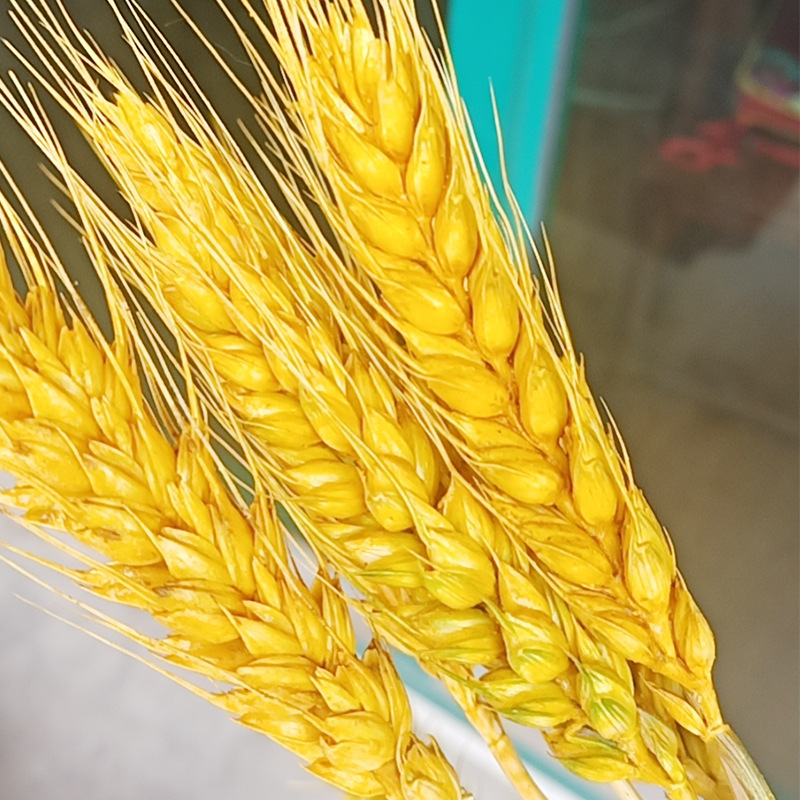 现货染麦穗色素水溶性柠檬黄着色染料植物玉米小麦着色剂植物染料
