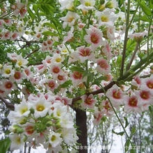 �Ĺڻ��N�ӈ@�־G�������÷N��ľ����������^�p��ľ���Ϙ�N��