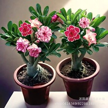 ���Ի���ɳĮõ�� �҃��^�~�^��ֲ�� �ˌ��������l�Gֲ��С������