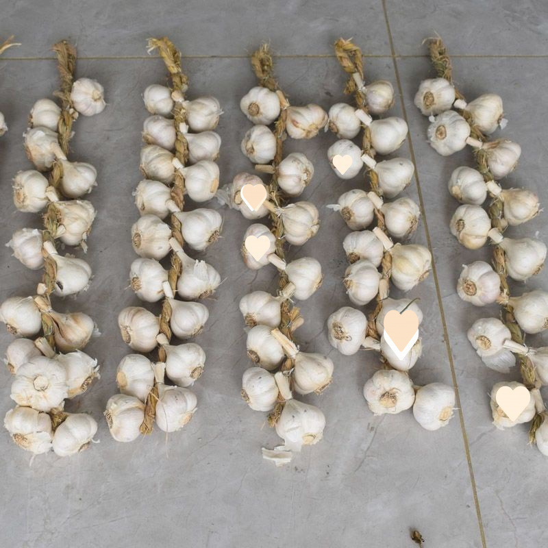 진짜 마늘 한 다발