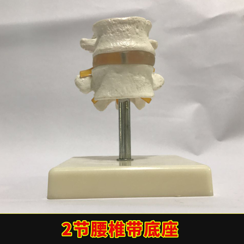 Physiological realistic removable skeleton, medicine toy, human bone