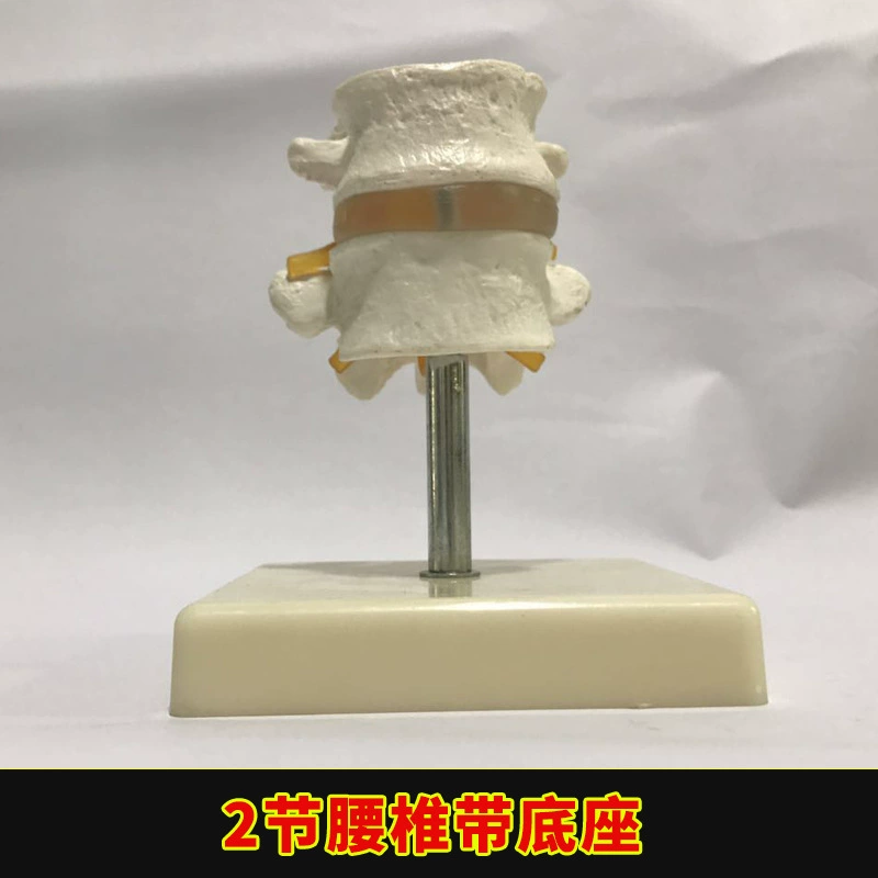 Physiological realistic removable skeleton, medicine toy, human bone