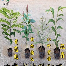 名贵苗木金丝楠木树苗正宗奇楠沉香珍稀小叶紫檀海南黄花梨苗酸枝