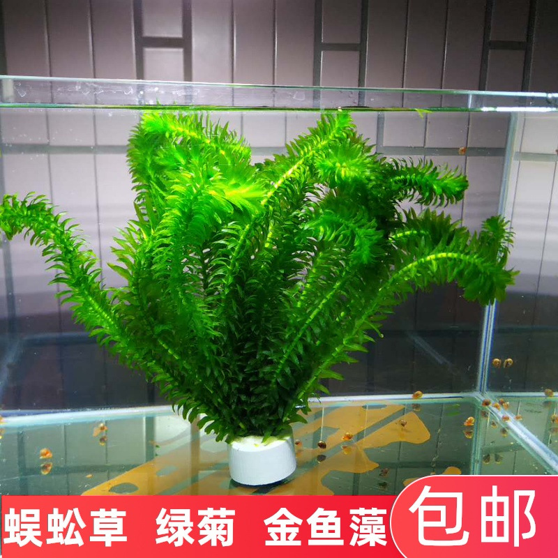 造景水藻植物淡水鱼缸植物活无土水养养鱼草四季金鱼水草净化 种苗花卉网