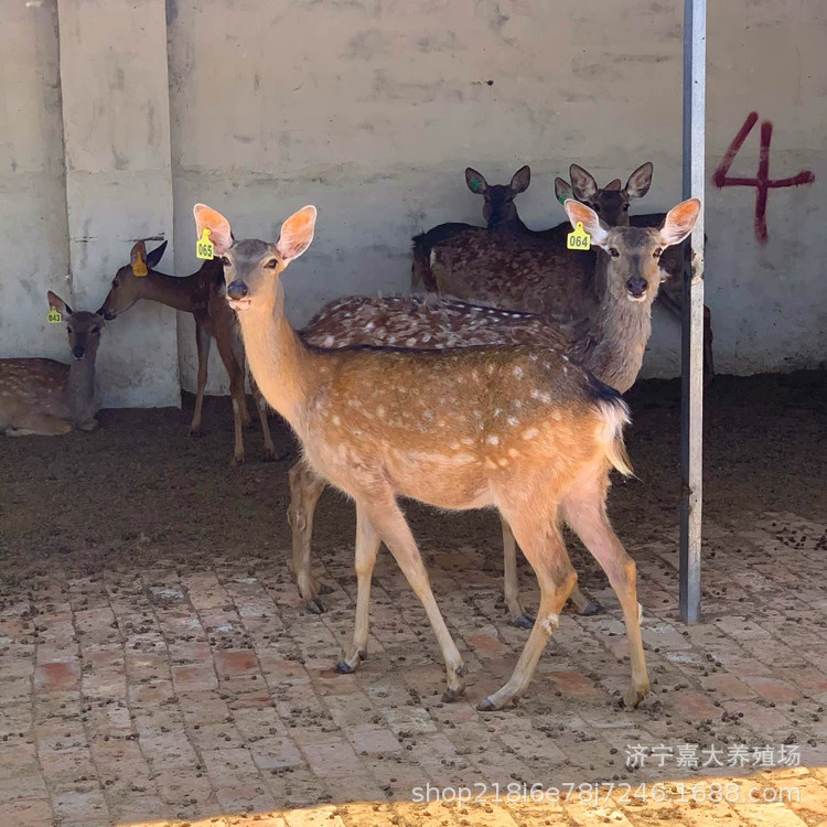 Живой пятнистый олень Живописное место Ферма Смотреть пятнистый олень жить взрослый Племенной олень продавать одомашненный олень