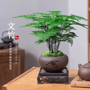 asparagus potted plant indoor flower plant bonsai living room office desktop small green plant good raising yunzhu evergreen all the year round
