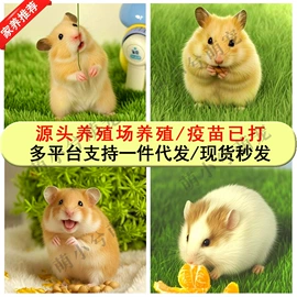 挡风衣/被;仓鼠;运动护膝