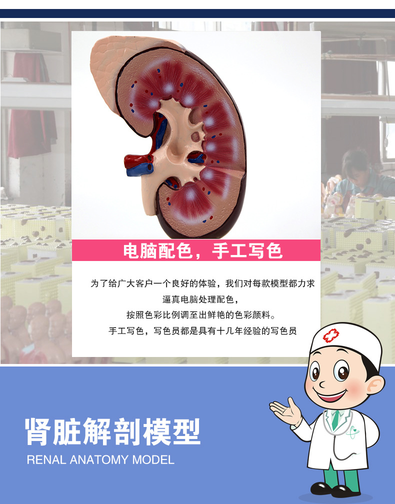 肾脏解剖模型_03.jpg