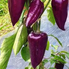 �Ͼ��۽��N����������Ʒ��ɫؕ���ݽ��N���̨����ī�����^������