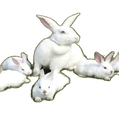 Little white rabbit living creature, a pair of male and female, month and month rabbit, live rabbit, meat rabbit, cub seedlings, giant adult rabbit seedlings