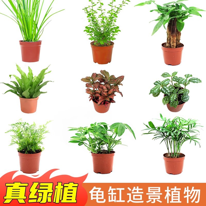 真绿植水陆两栖龟缸造景装饰套餐乌龟缸植物发财树叶子生态鸭掌木