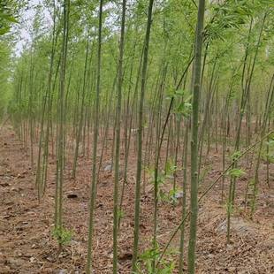 ������������G�������S��z֦�~�����е�С�^��ľ���l��ľ