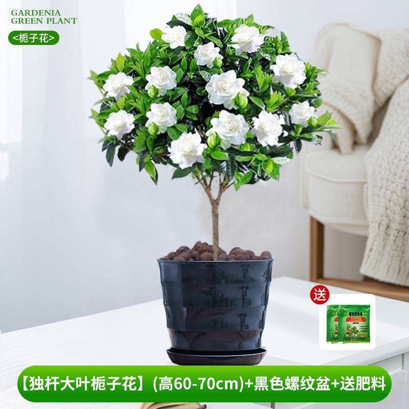 [Gardênia requintada de folhas grandes e haste única] (altura 60-70cm) + vaso com rosca preta + grátis