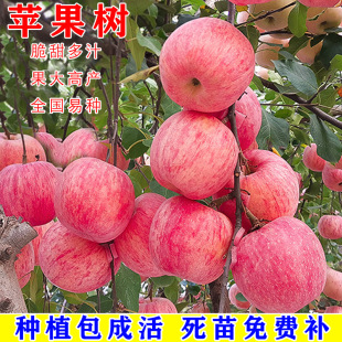 Extra-Large Japanese Red Fuji Crisp Sweet Apple Saplings Grafted Ground Potted Apple Saplings Planted in the South and Producing Fruit in the Same Year