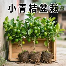 ����С���С���������ۘ����Կ�ʳ�Ù��ʘ�����ļ��Y������